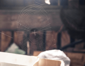 5 rád, ako sa zbaviť pavúkov v našich príbytkoch